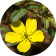 Maca