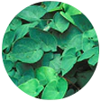 Horny Goat Weed